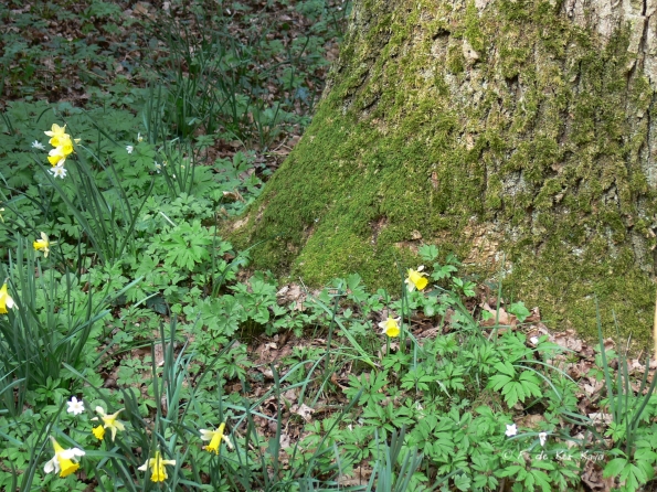 Bois des Moutiers (136) mars 2012